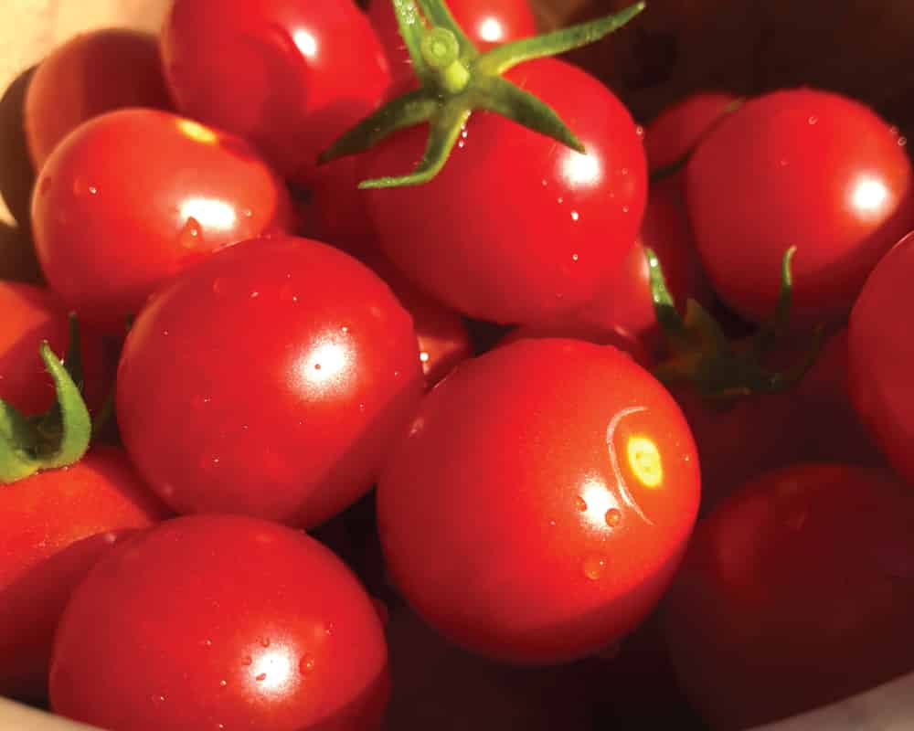 How to Grow Tomatoes Indoors